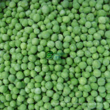 Iqf замороженные зеленый горошек в высоком качестве